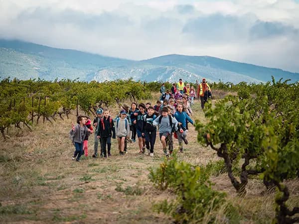 Vendanges